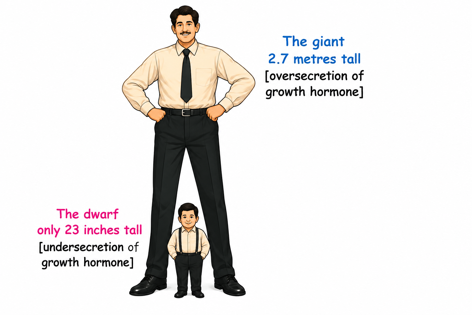 Fig 10.8: These two fully-grown men are victims of malfunctioning of the pituitary gland (giant and dwarf).